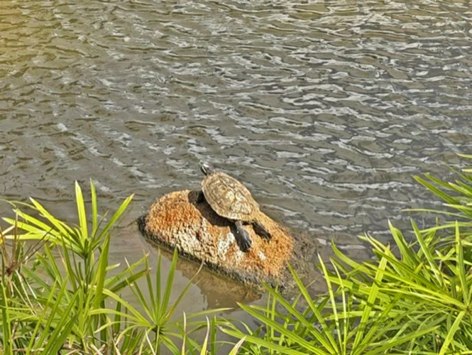 Photo of the Day: Basking Honu